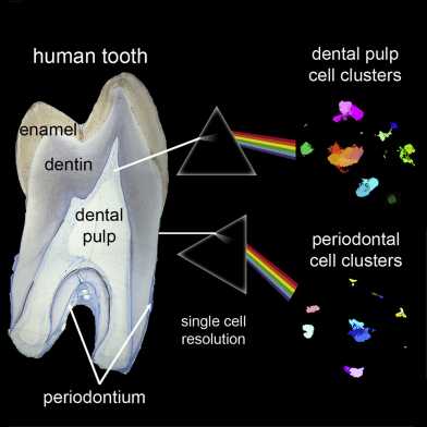 DentalAtlas_AndreasMoor