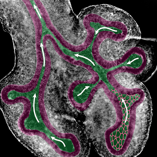 Lung-development_Iber-Dagmar