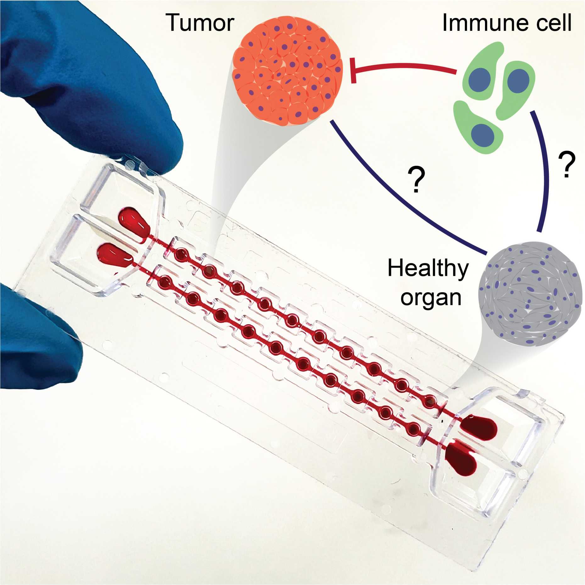 Immunocompetent microphysiological system (iMPS)
