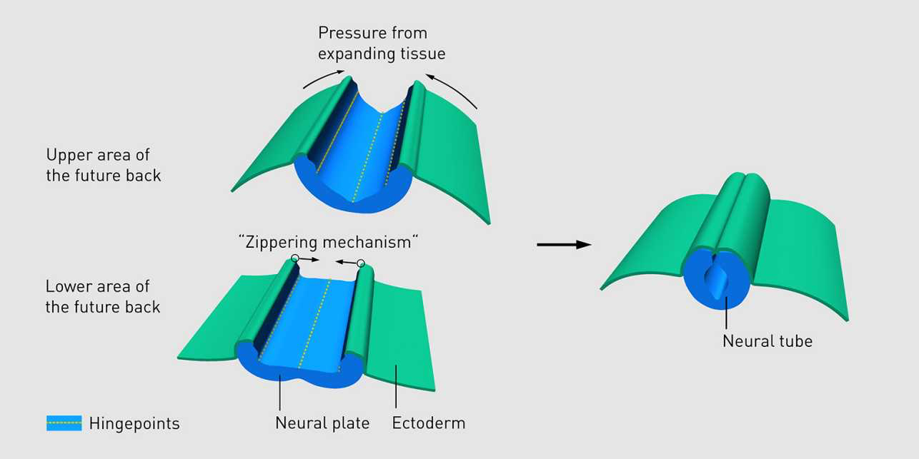 Neurulation: Formation of the neural tube. (Scheme: ETH Zurich)