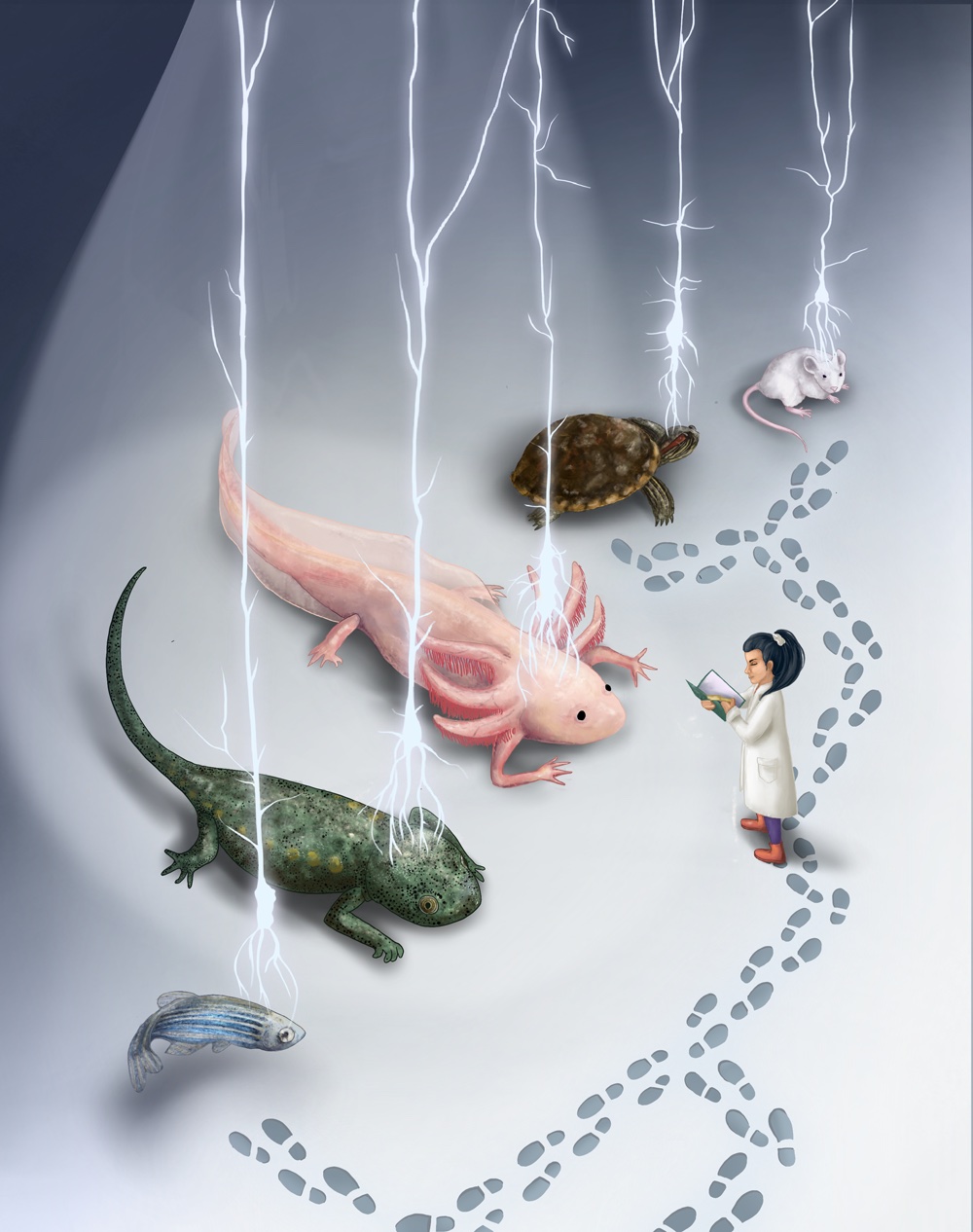illustration mapping axolotl evolution