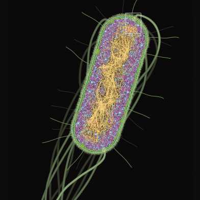 E-coli_bacteria