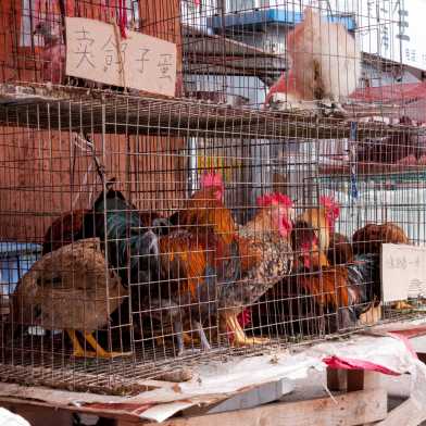 hens on chinese market, Symbolbild
