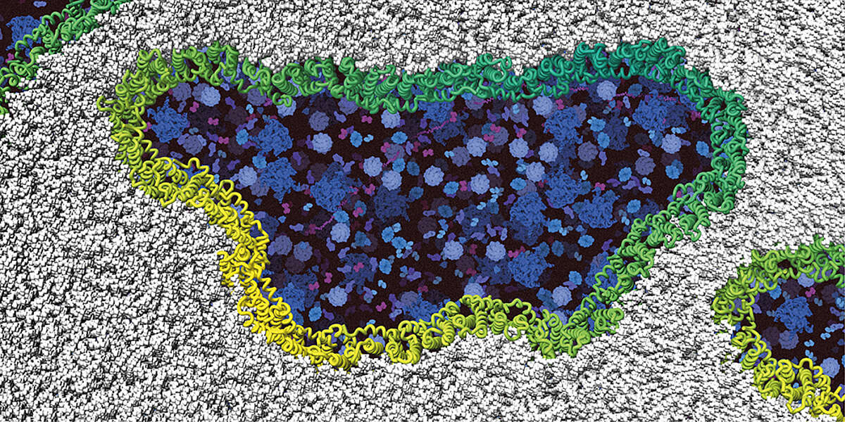 atomic force microscopic image of cell
