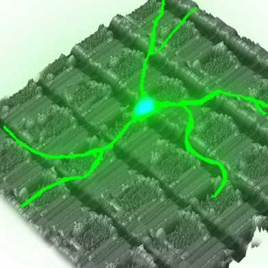Neuron on high-density mikroelectrode array