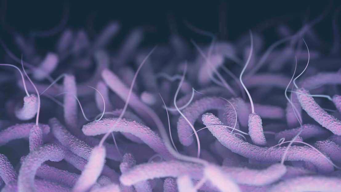 Bacteria - symbolic image