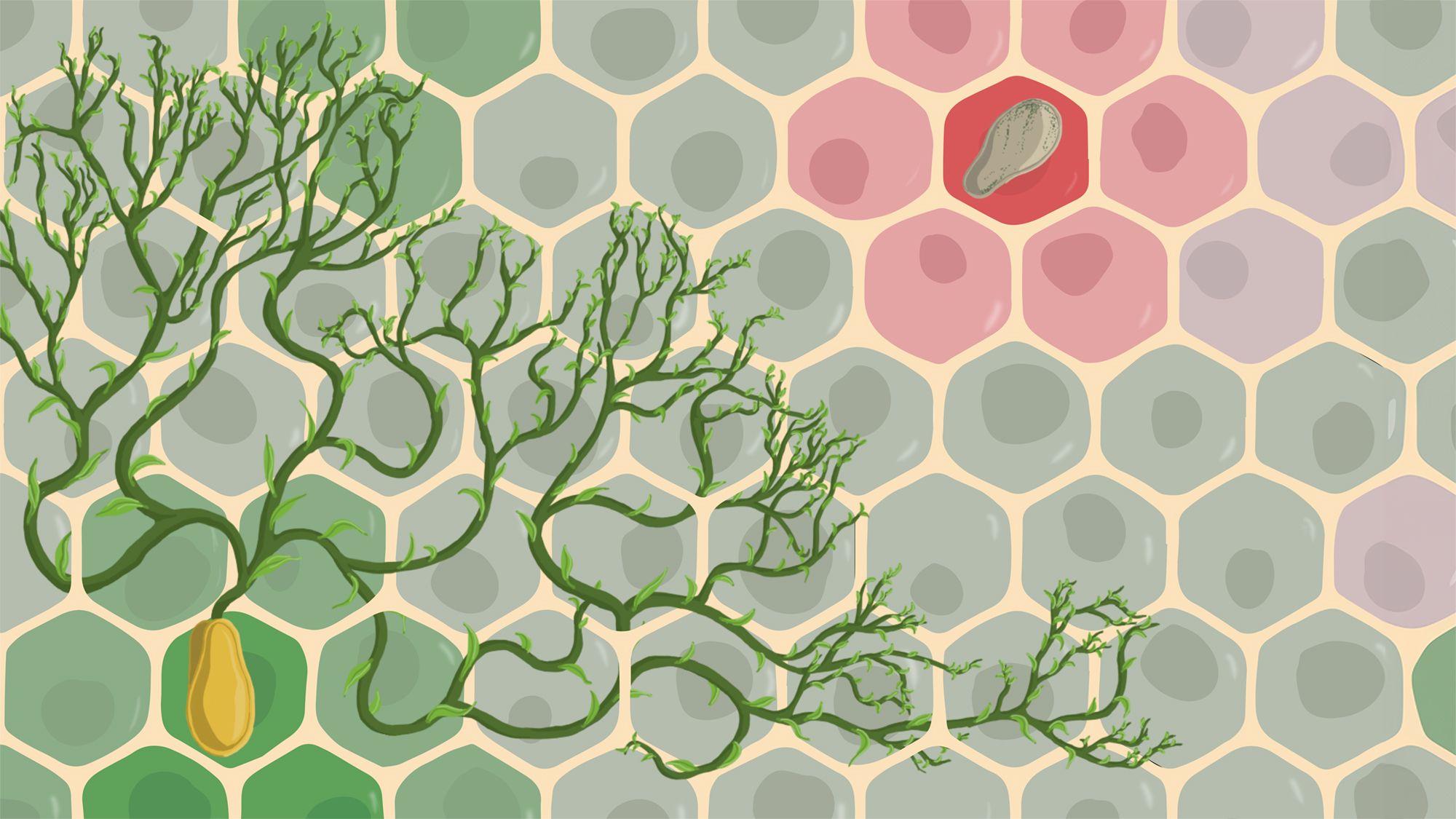 visualisation of seeds germinating in fertile soil