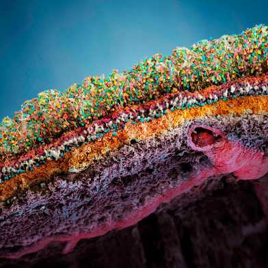 porcine retina, ETH-Roche