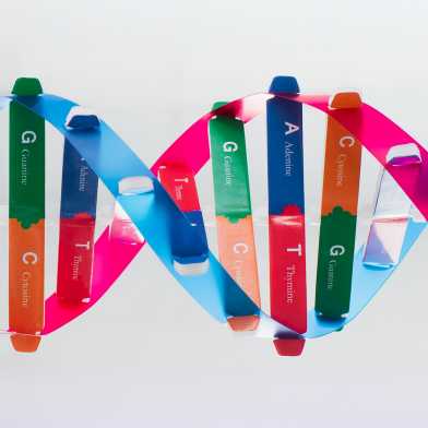 Model of DNA