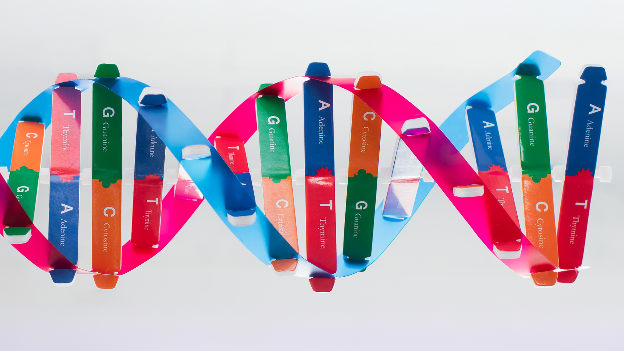 model of the DNA