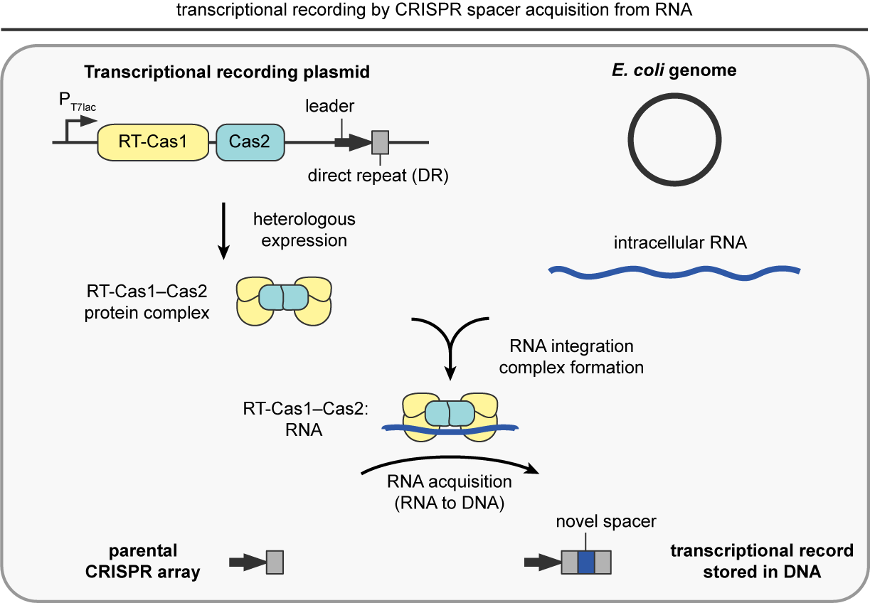 Transcriptional recording with Recordseq Laboratory for Biological