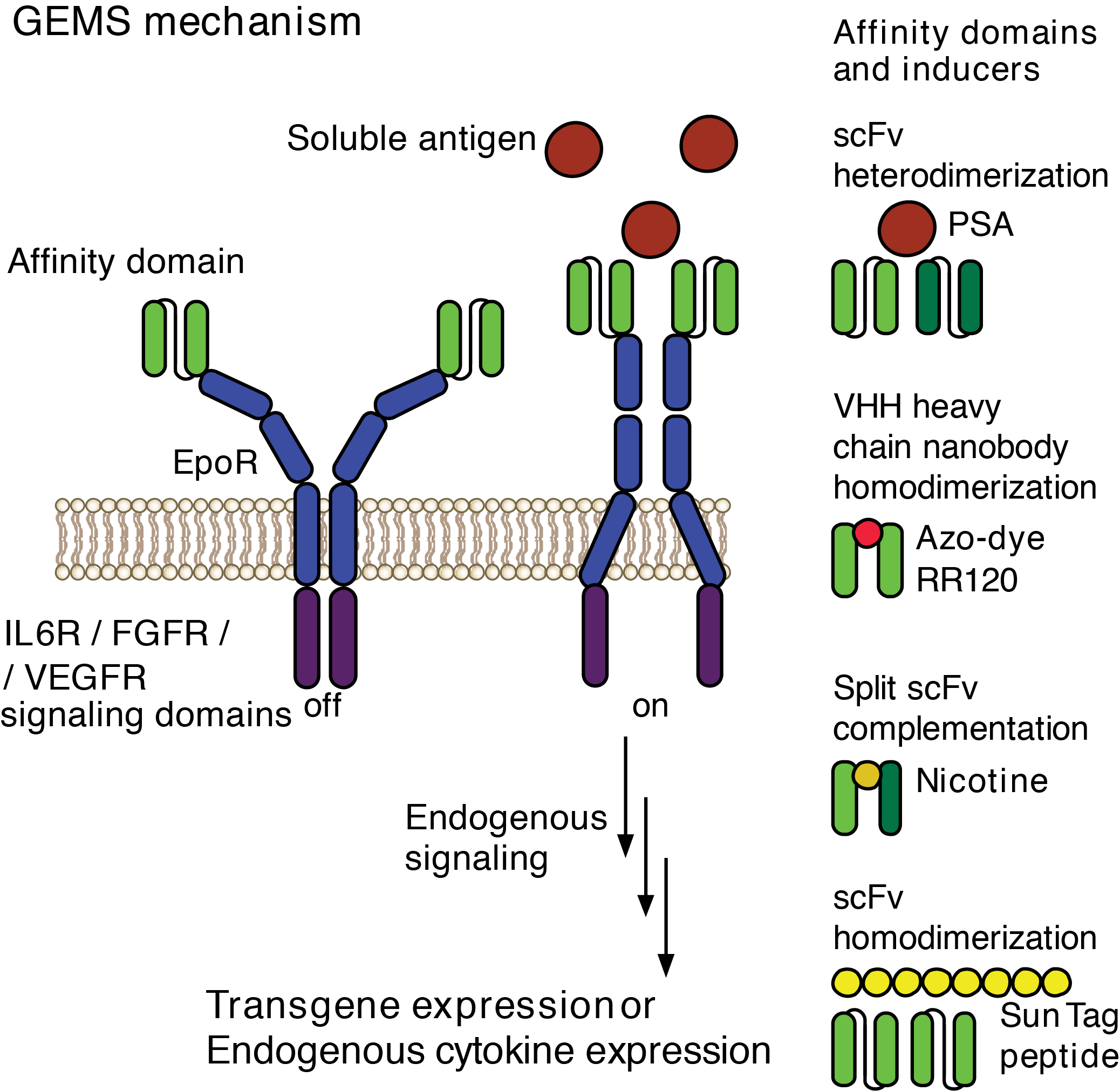 Enlarged view: Synthetic Receptors for Programmable i/o Relationships