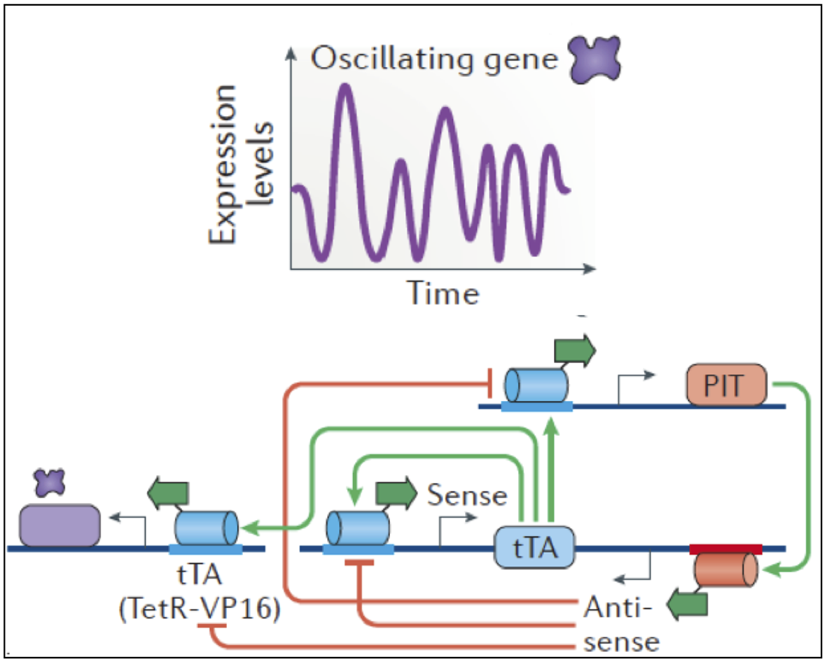 Enlarged view: Synthetic Gene Networks