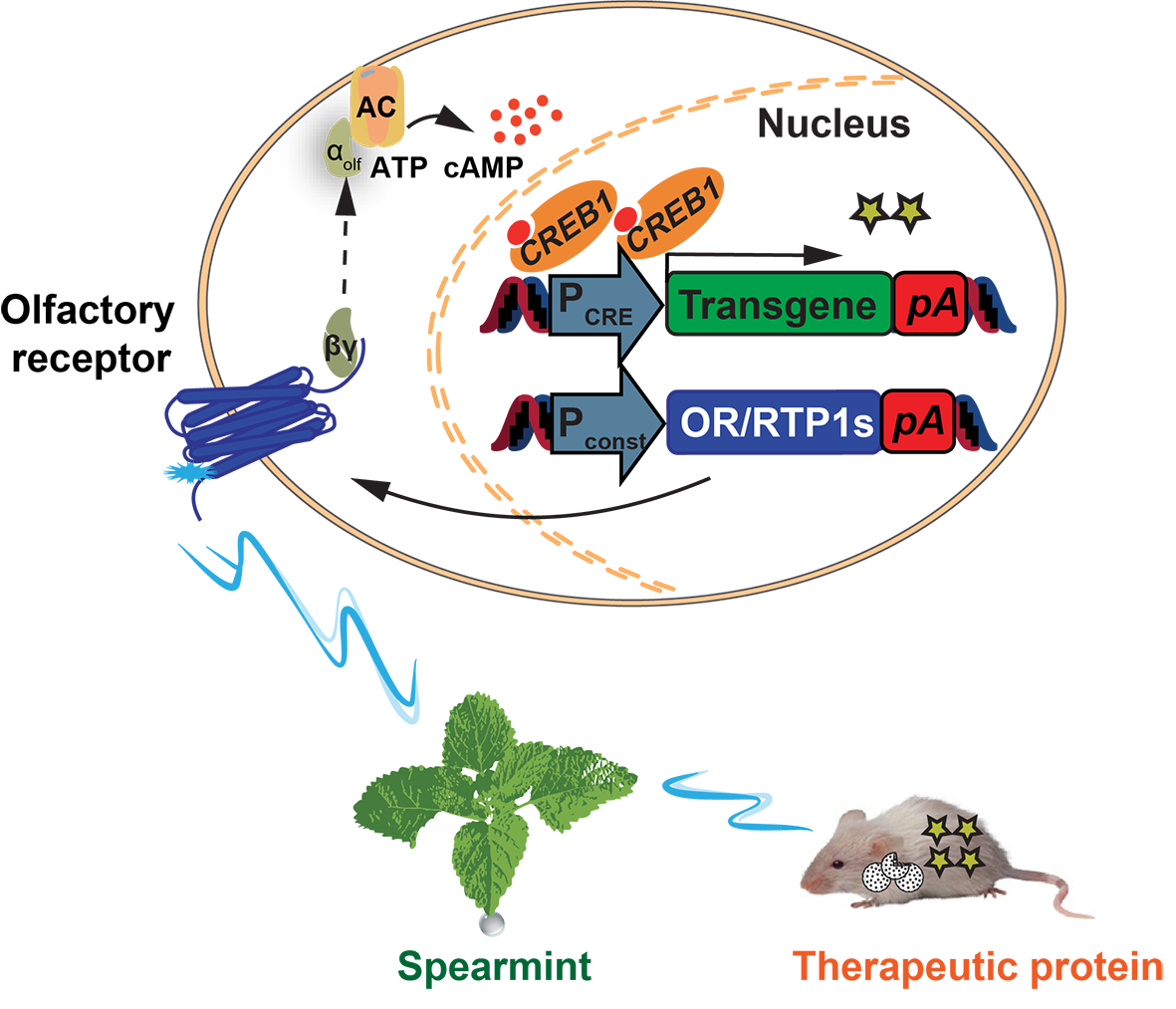 Enlarged view: Synthetic Gene Switches