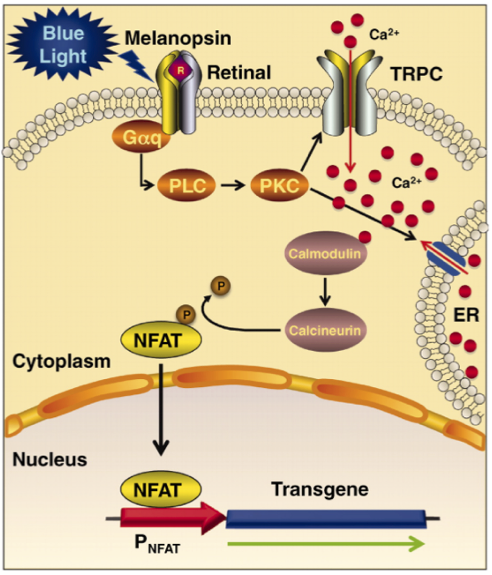 Enlarged view: Non-Neural Optogenetics