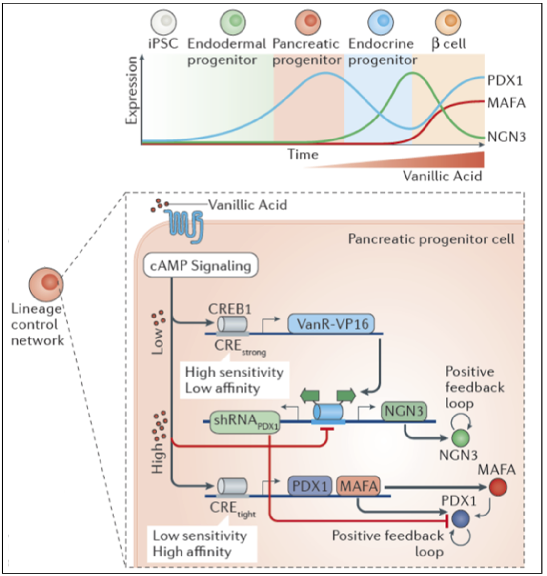 Enlarged view: Synthetic Lineage Control