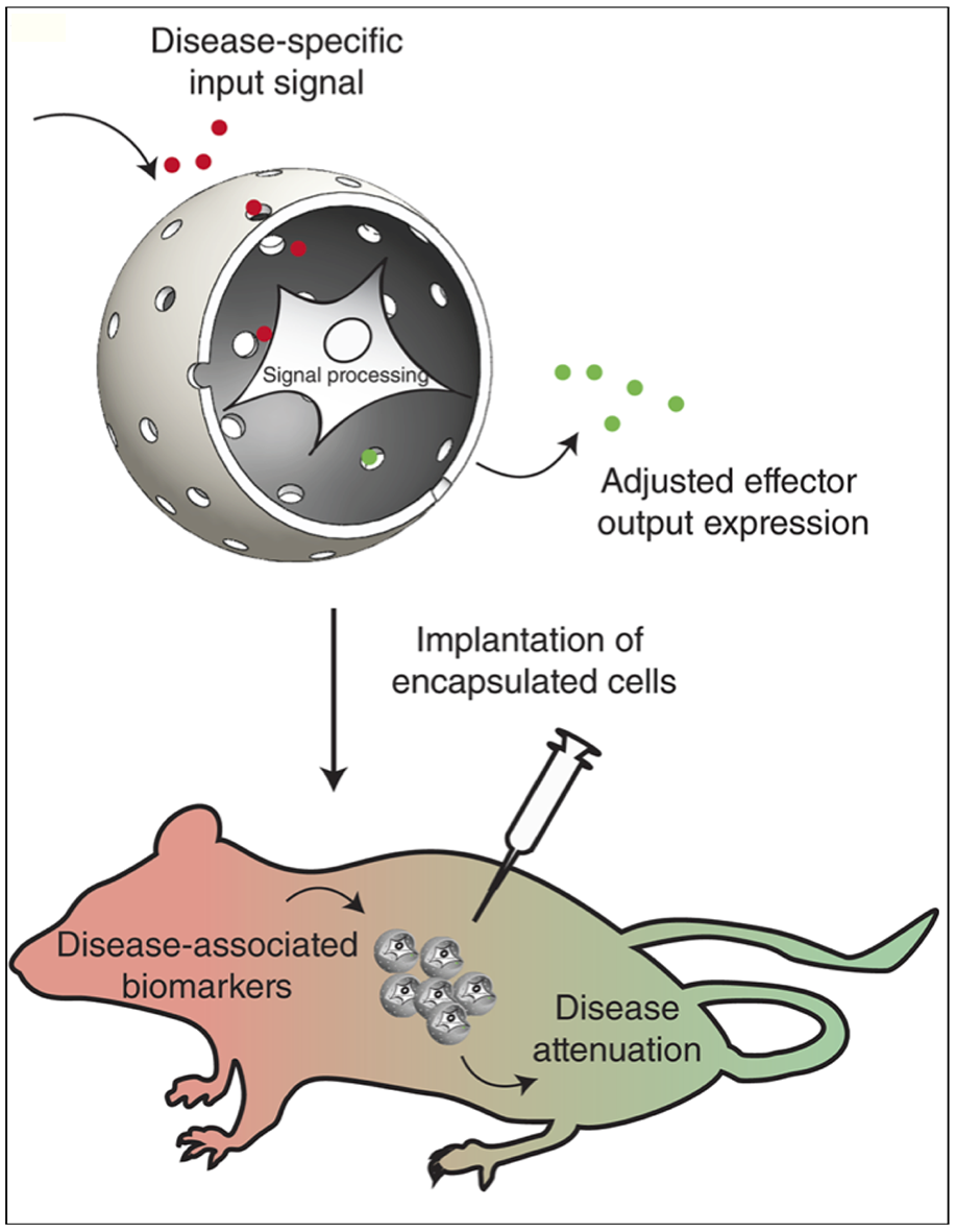 Enlarged view: Prosthetic Gene Networks