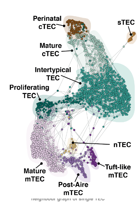 Enlarged view: Thymic epithelial cell diversity defined by RNAseq